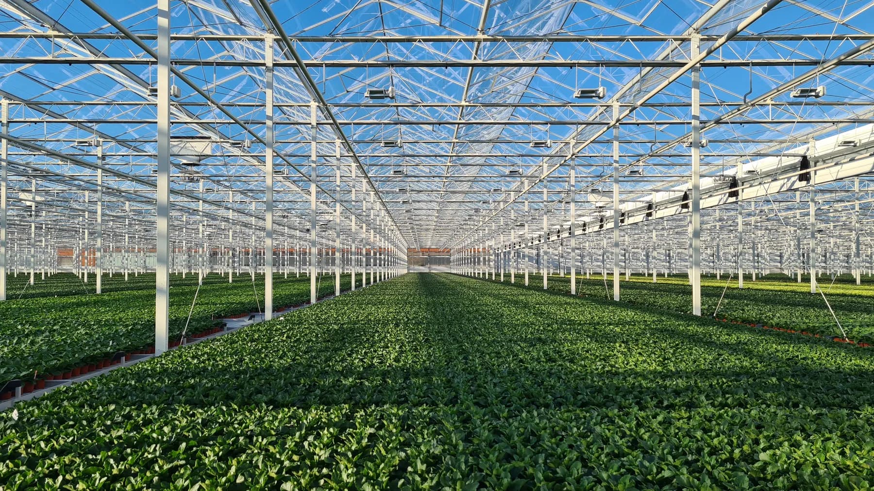A central aisle between rows of greenhouse crops